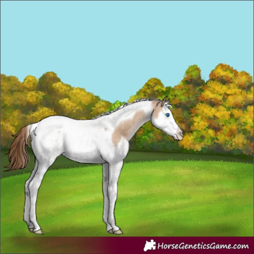Horse Color:Brown Pearl Dun Splash Tobiano Appaloosa 