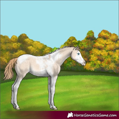 Horse Color:Perlino Dun Splash Tobiano Appaloosa 