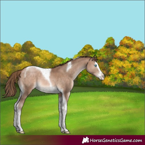 Horse Color:Brown Pearl Mushroom Splash Tobiano Appaloosa 