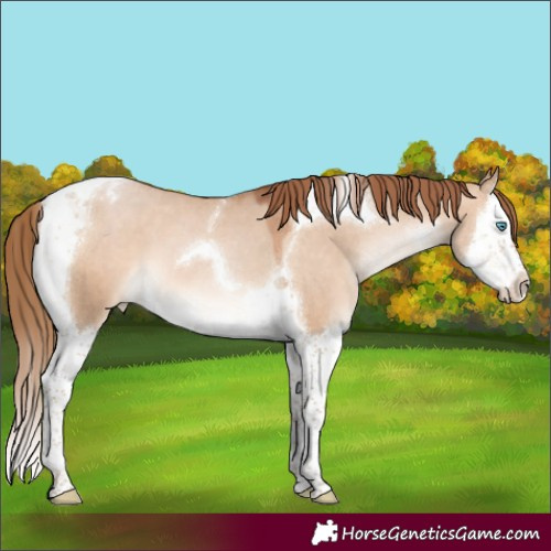 Horse Color:Brown Pearl Dun Splash Tobiano Appaloosa