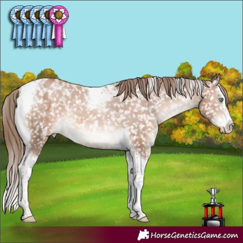 Horse Color:Brown Pearl Splash Tobiano Appaloosa 