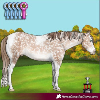 Horse Color:Brown Pearl Splash Tobiano Appaloosa