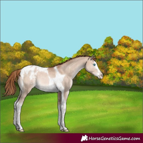 Horse Color:Brown Pearl Dun Mushroom Splash Tobiano Appaloosa