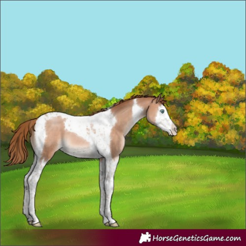 Horse Color:Brown Pearl Splash Tobiano 