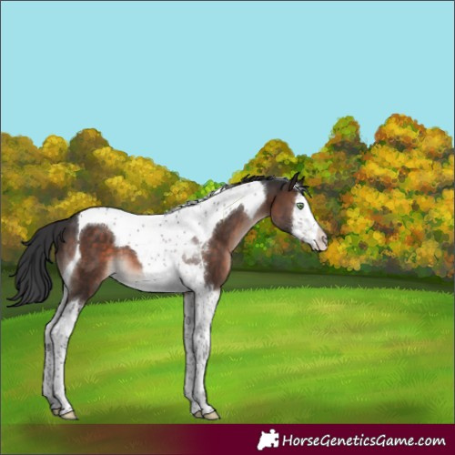 Horse Color:Brown Mushroom Splash Tobiano
