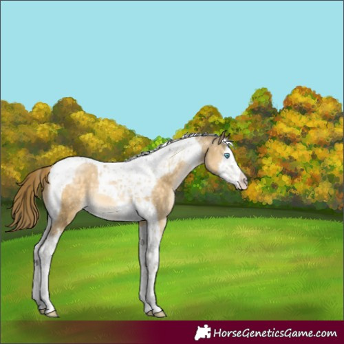 Horse Color:Buckskin Pearl Mushroom Splash Tobiano Appaloosa