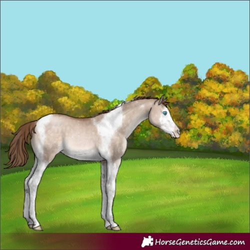 Horse Color:Brown Pearl Dun Mushroom Splash Tobiano Appaloosa 