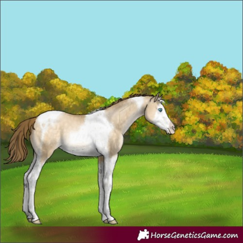 Horse Color:Buckskin Pearl Dun Mushroom Splash Tobiano 