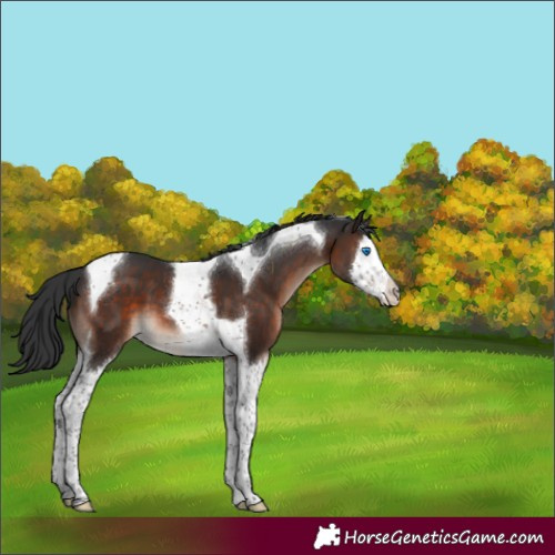 Horse Color:Brown Mushroom Splash Tobiano 