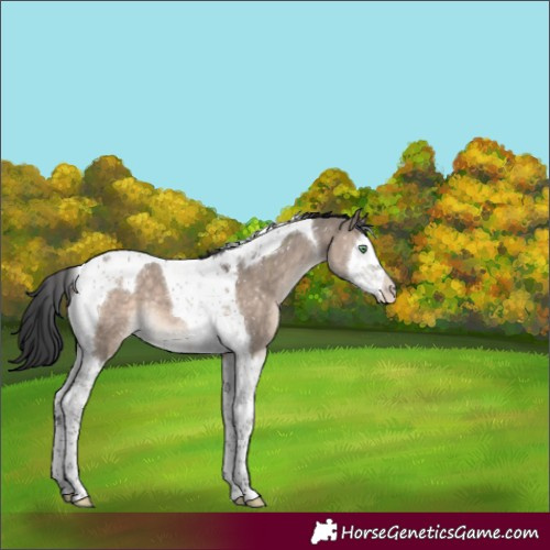 Horse Color:Brown Dun Mushroom Splash Tobiano Appaloosa 