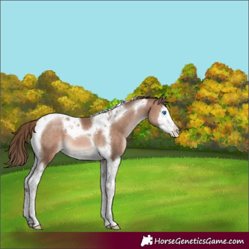 Horse Color:Brown Pearl Mushroom Splash Tobiano 