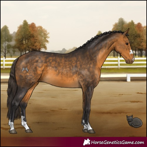 Horse Color:Buckskin 