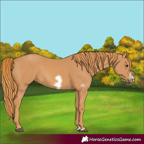 Horse Color:Chestnut Splash Frame 