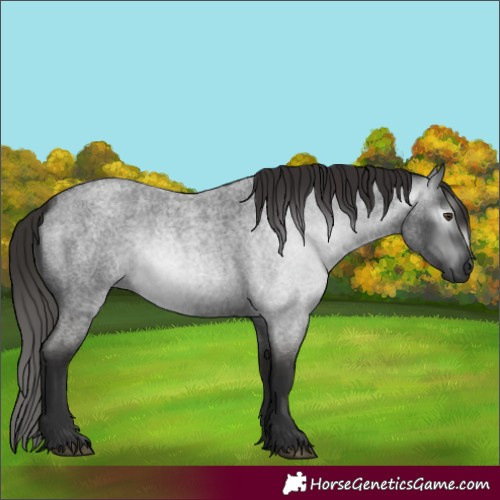 Horse Color:Gray Liver Red Roan 