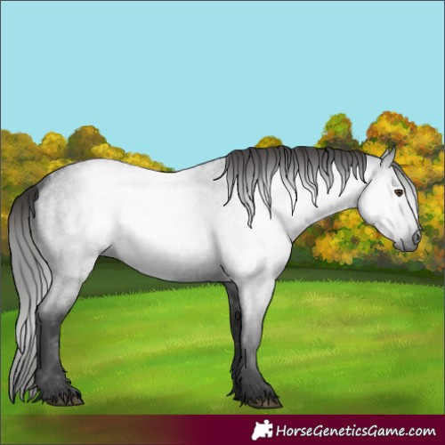 Horse Color:Gray Liver Red Roan 