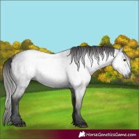 Horse Color:Gray Liver Red Roan 