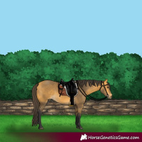 Horse Color:Buckskin 