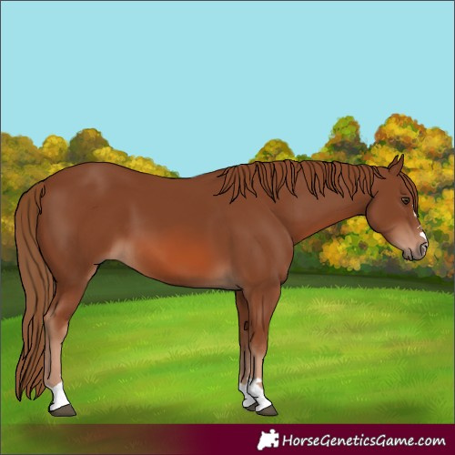Horse Color:Chestnut 