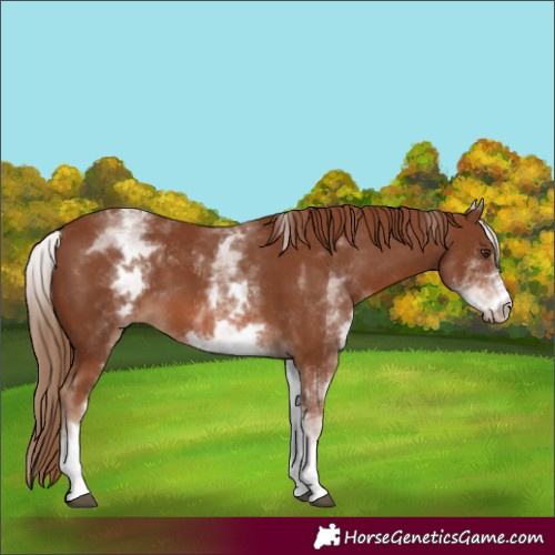 Horse Color:White Spotted Chestnut 