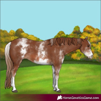 Horse Color:White Spotted Chestnut