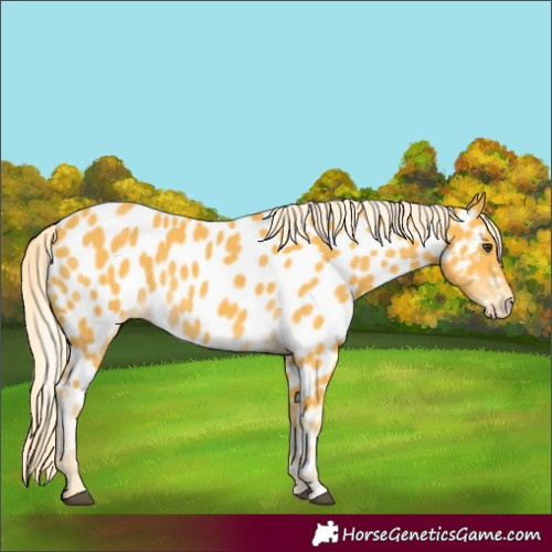 Horse Color:Palomino Appaloosa