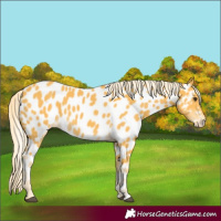 Horse Color:Palomino Appaloosa