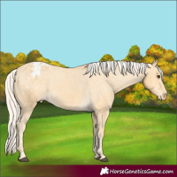 Horse Color:Palomino Appaloosa