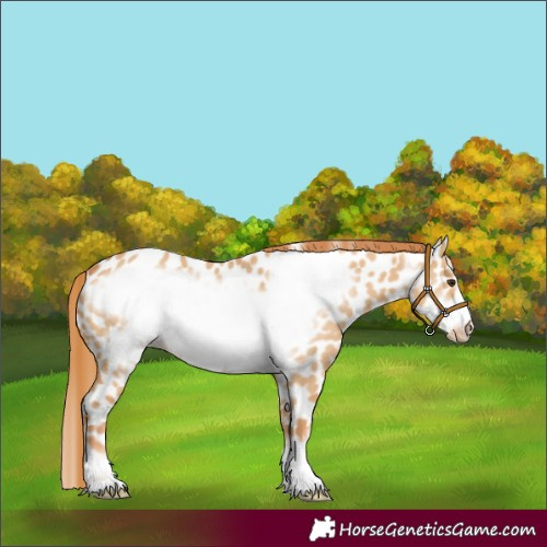 Horse Color:Red Dun Frame Appaloosa 