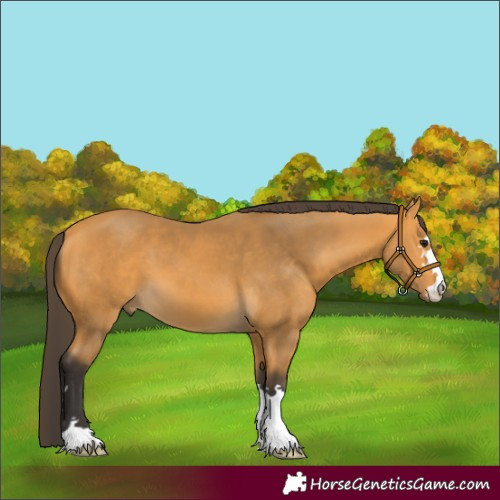 Horse Color:Buckskin 