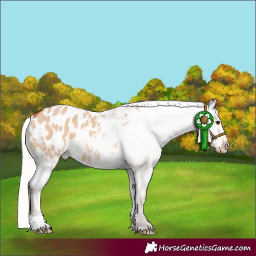Horse Color:Silver Bay Dun Appaloosa 