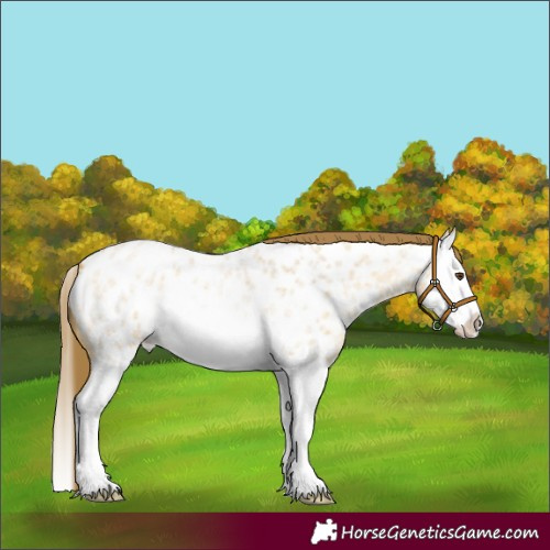 Horse Color:Buckskin Roan Dun Splash Appaloosa 