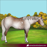 Horse Color:Gray Silver Black Pearl Tobiano