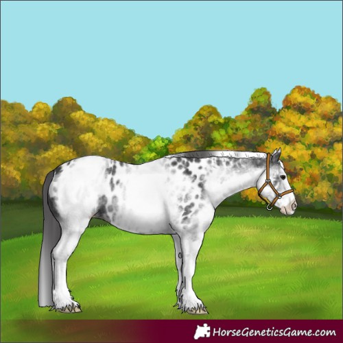 Horse Color:White Spotted Black Appaloosa 