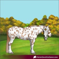 Horse Color:Red Dun Appaloosa 