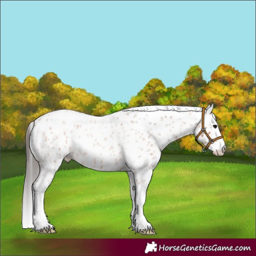 Horse Color:Bay Roan Splash Appaloosa 