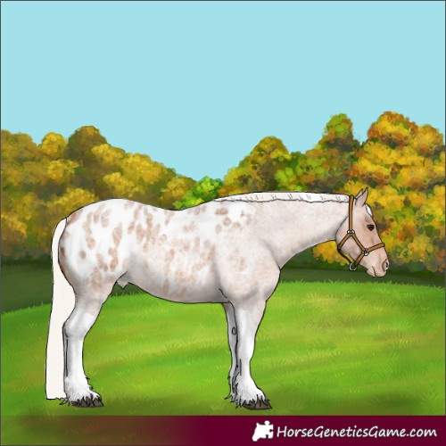 Horse Color:Silver Bay Roan Tobiano Appaloosa 