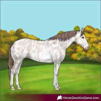 Horse Color:Classic Champagne Dun Sabino Appaloosa 