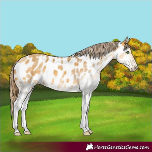 Horse Color:White Spotted Amber Cream Champagne Appaloosa 
