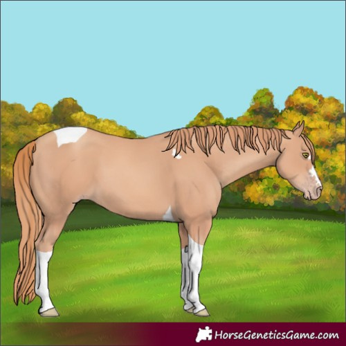 Horse Color:Gold Champagne Tobiano