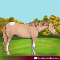 Horse Color:Gold Champagne Tobiano 