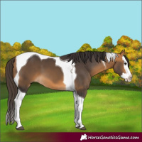 Horse Color:Buckskin Splash Tobiano 