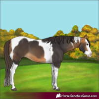 Horse Color:Buckskin Splash Tobiano 