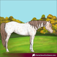 Horse Color:Amber Champagne Roan Tobiano Appaloosa 