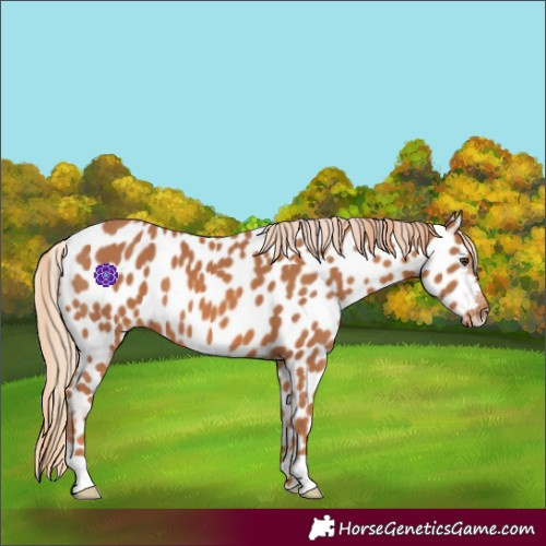 Horse Color:Chestnut Appaloosa 