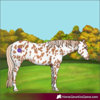 Horse Color:Chestnut Appaloosa