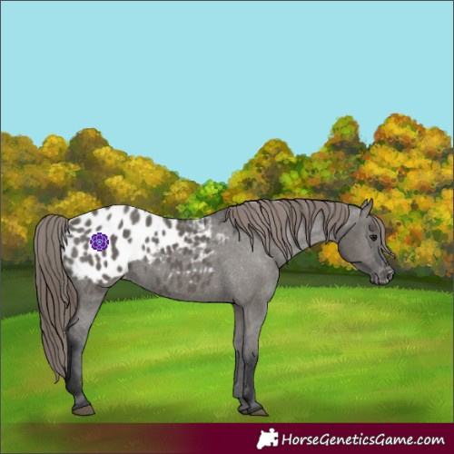 Horse Color:Grullo Appaloosa 