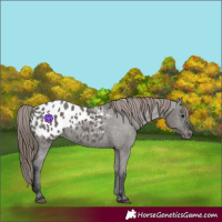 Horse Color:Grullo Appaloosa