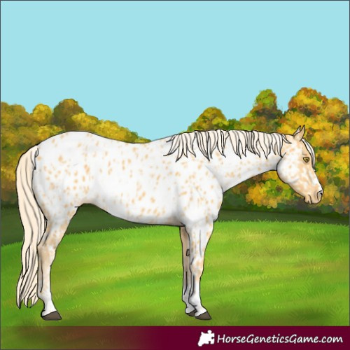 Horse Color:Palomino Near Leopard  and Palomino Blanket 