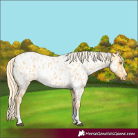 Horse Color:Palomino Appaloosa and Palomino Appaloosa