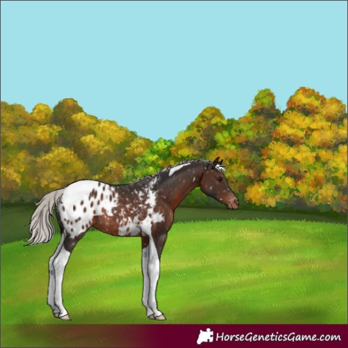 Horse Color:Silver Brown Tobiano Appaloosa Rabicano 